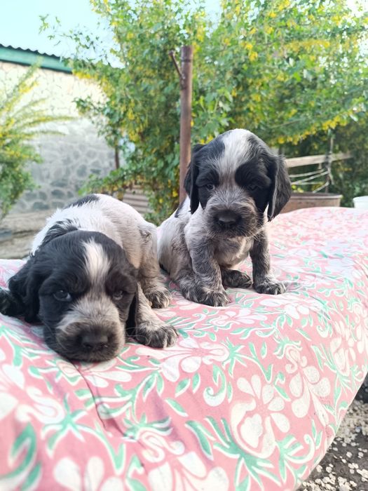 Продается щенки Русского Спаниелья