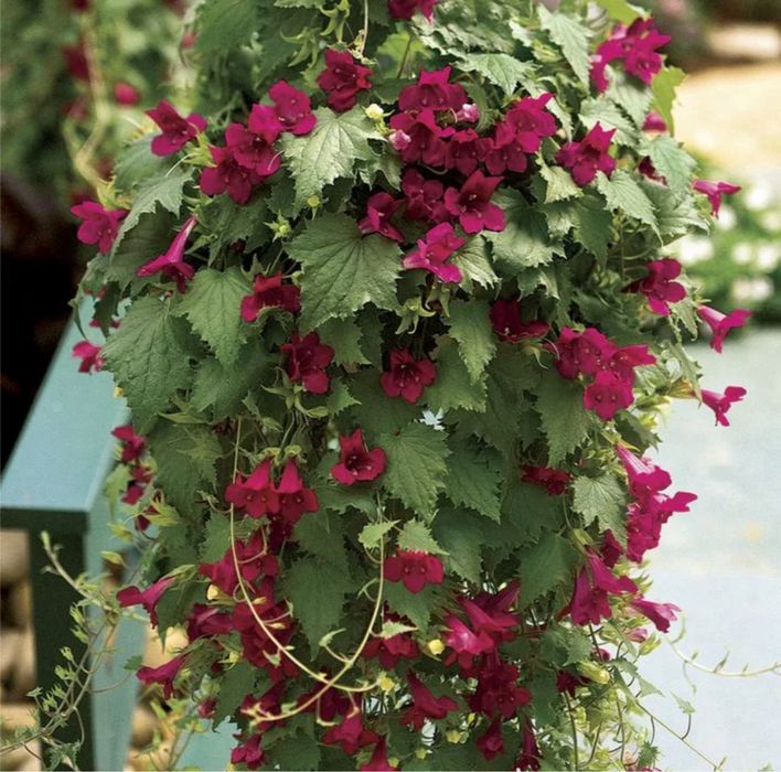 Лофоспермум розовый