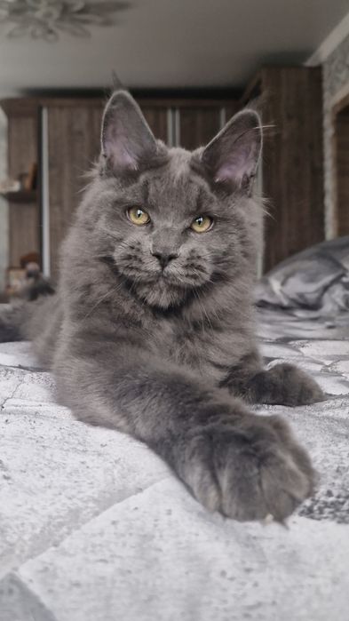 Котята мейн-куны .