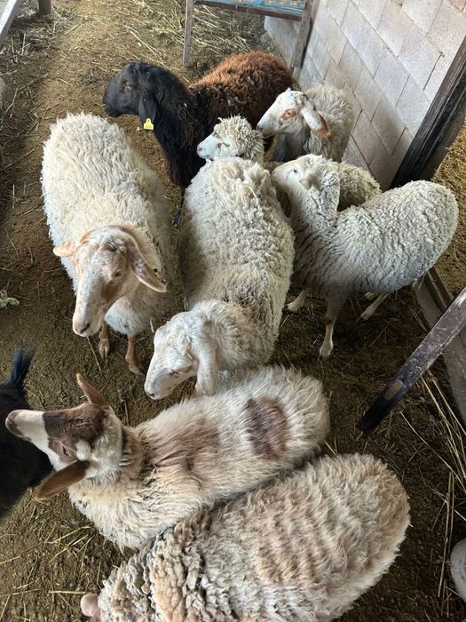 Продам овец для разведения
