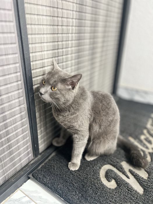 Britanskiy yoshi 2 da oʻgʻil bola