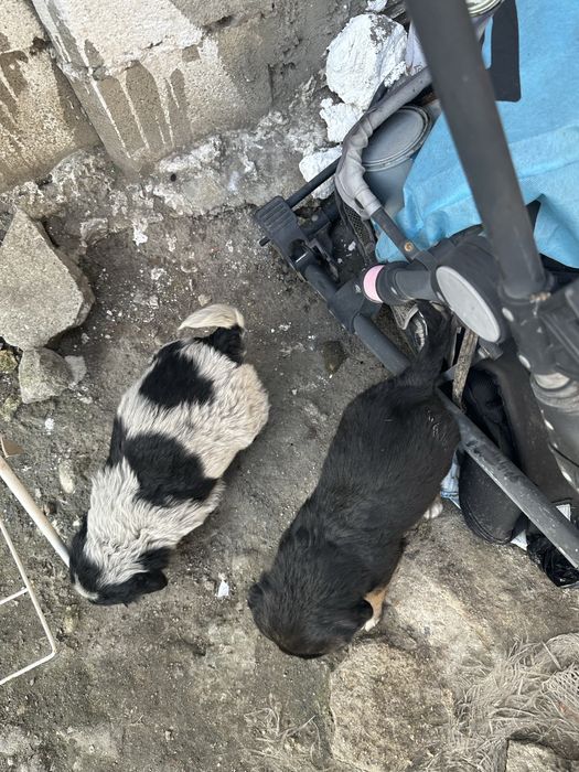 Продавам кученце