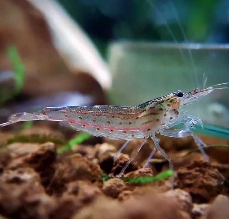 Гуппи и криветки.