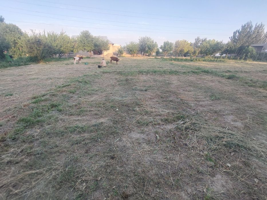 Коракуль тумаида тез ва арзон 20 сотикли йер майдони сотилади