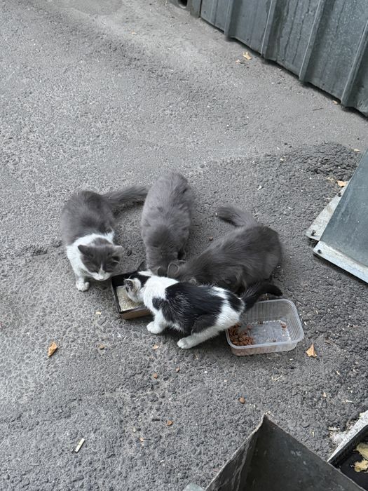 Красивые котята в добрые руки