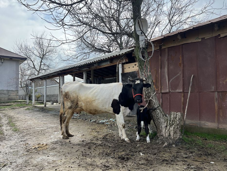 Бузаулы сиыр сатылады