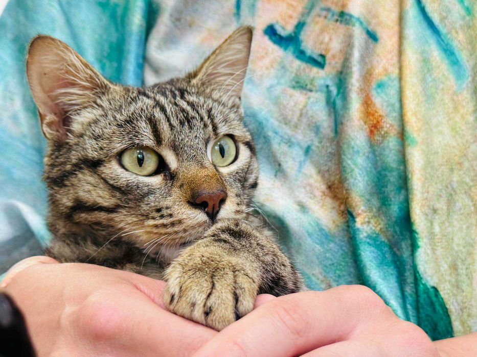 Мъжко коте търси дом