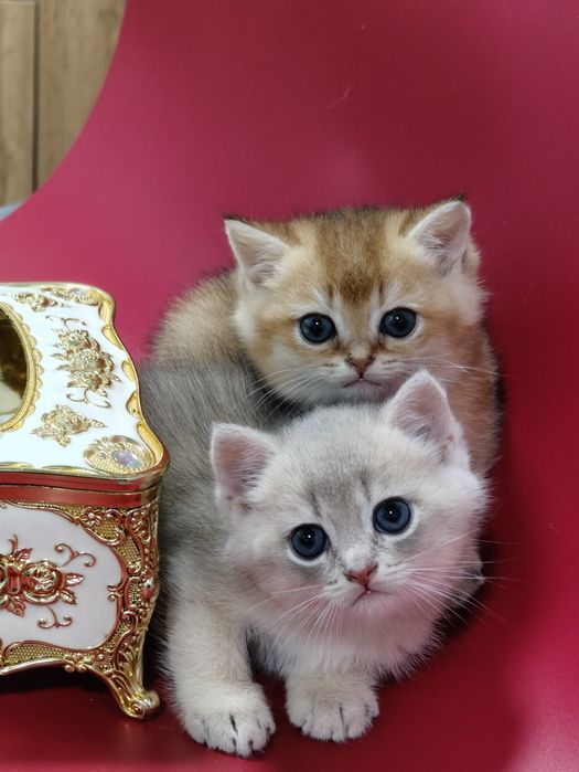 Котята на резерв шиншиллы
