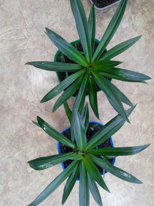 Цветы для офиса и дома со Скидкой!