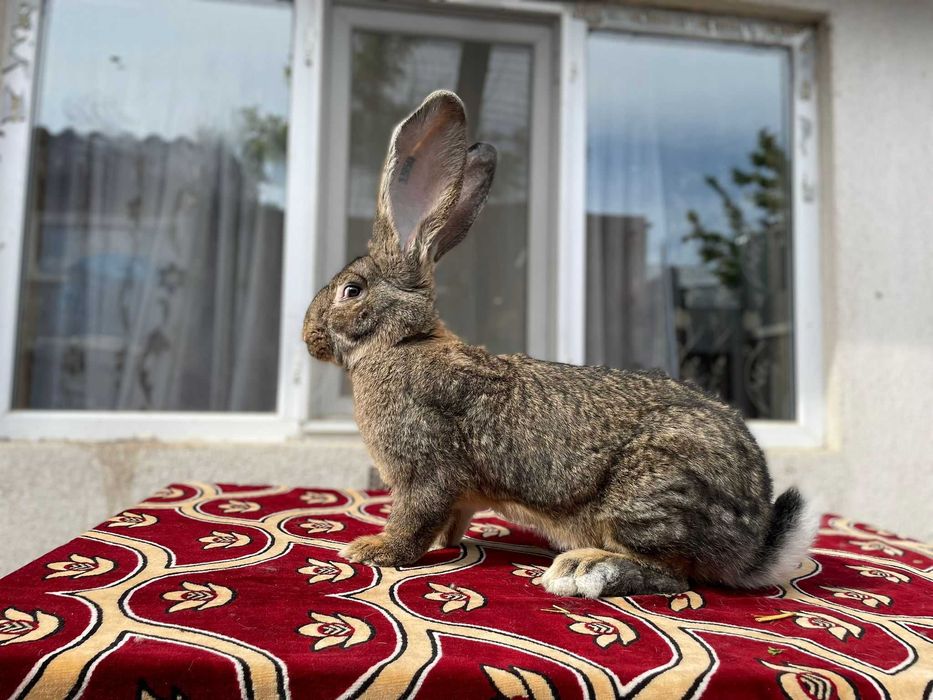 Femele / masculi uriaș german