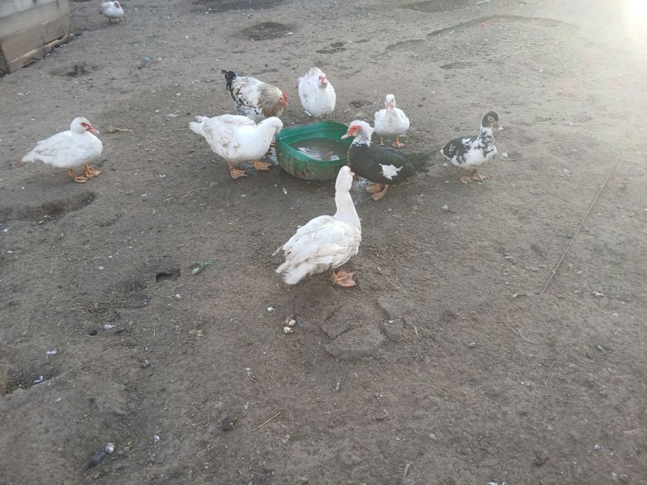 Vind rățoi lesesti si cocosi bio