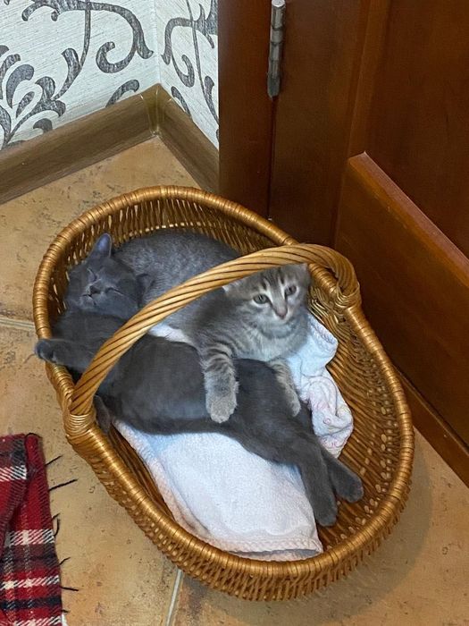 Котята, приученные к лотку, мальчики