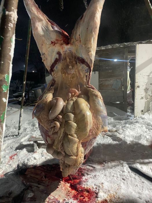 Касапшы резка скота