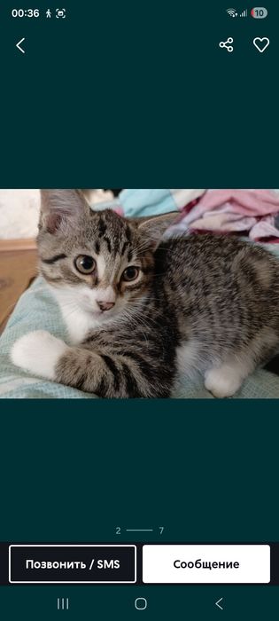 Кто отдает вот такого котёнка