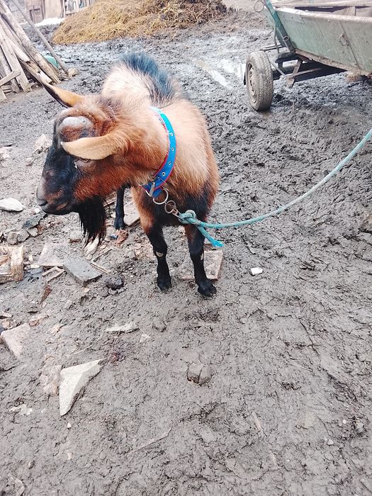 De vânzare Țap Alpin francez original bun de monta