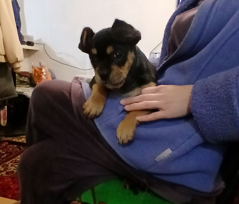 Продам щенка,кабель. Скоро 2месяца. Привиты