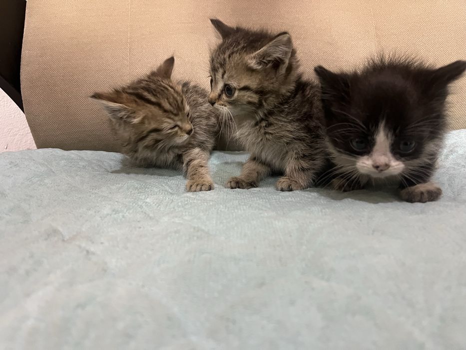 Отдам котят в добрые руки