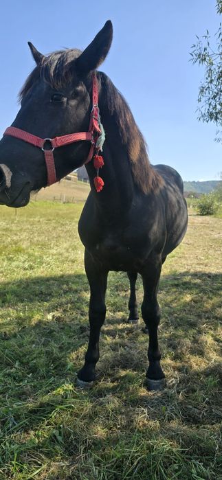 Mânz necastrat de vânzare