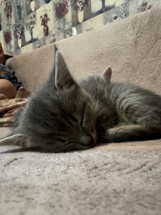Отдам котят в добрые руки