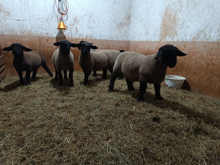 Mielute si berbecutii Suffolk