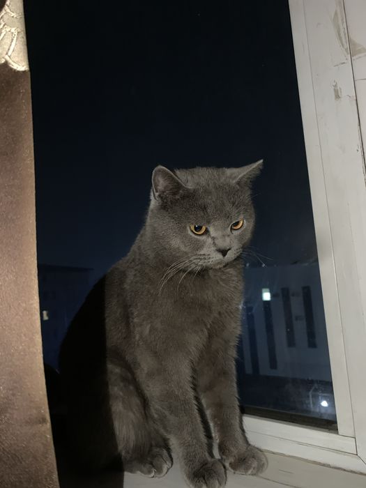 Британская кошка продается