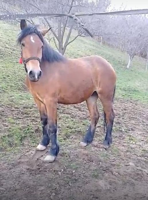 De vânzare mânză semi grea sau schimb