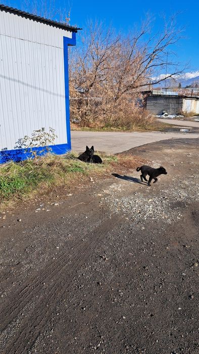 Малыши ищут себе дом