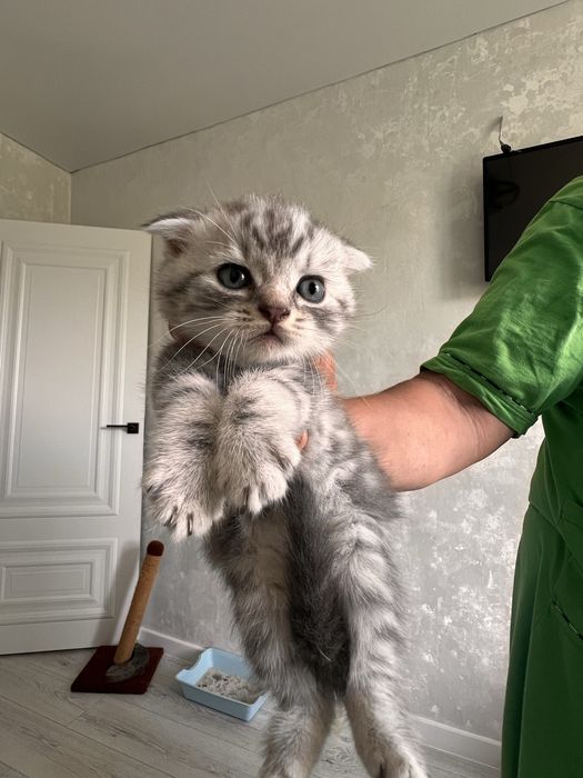 Котята британцы.