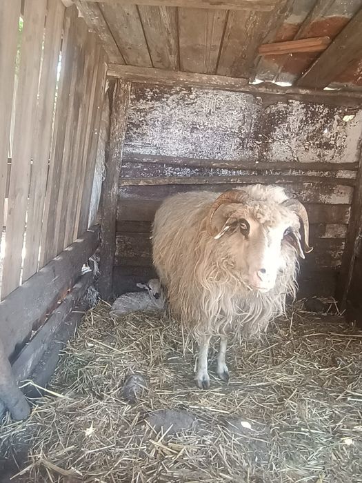 Oaie cu Mia lângă ia