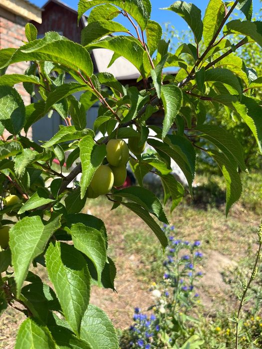 Продам дачу в садовом товариществе Надежда