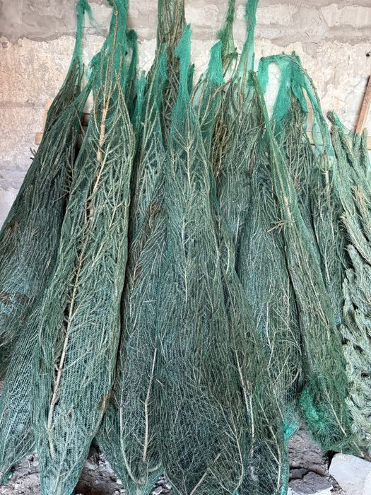 Продам новогодние елки