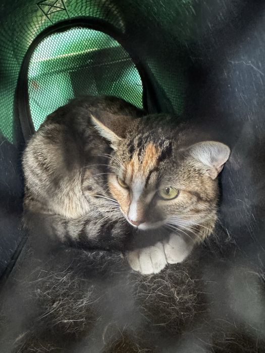 Отдам кошечку 4 месяца