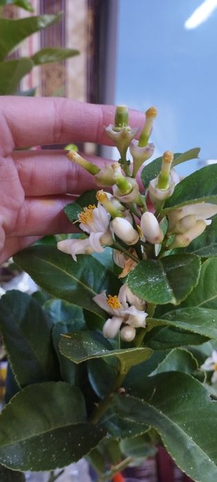 Плодоносящий лимон