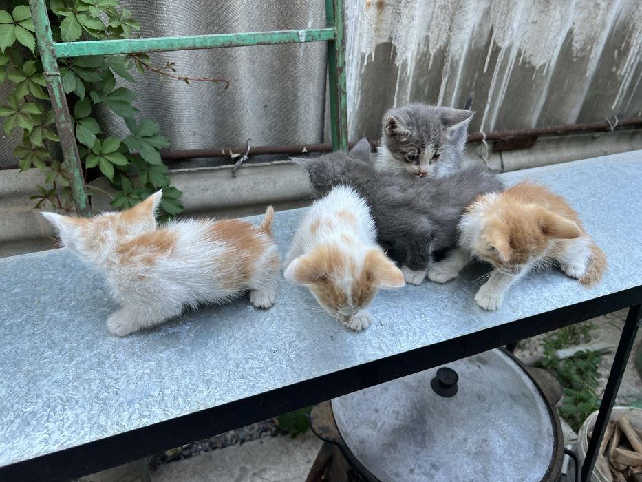 Котята в добрые руки
