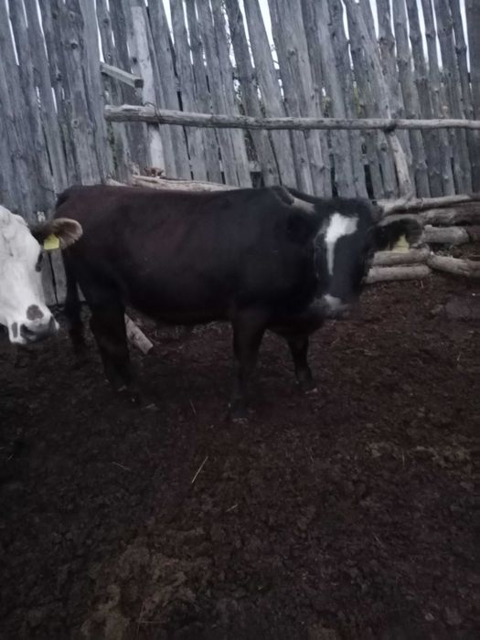 Продам три головы крс