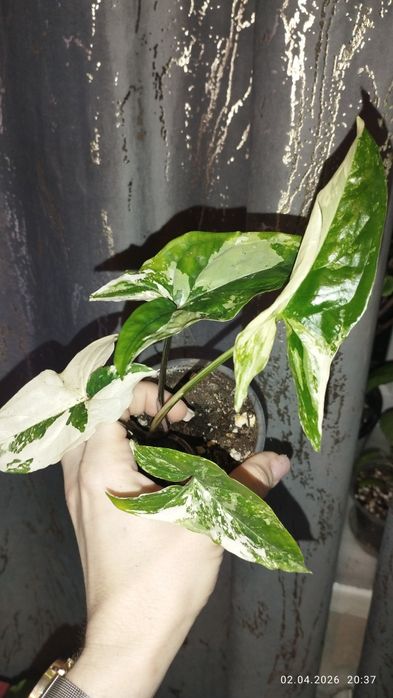 Продается Шикарный Сингониум Империал Вайт