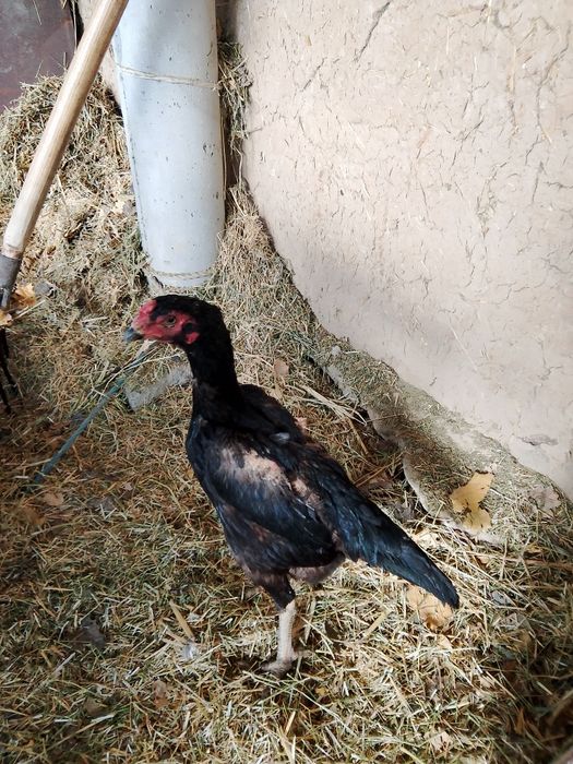 Dakan makyon sotiladi