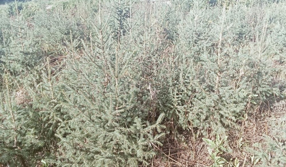 Ель сибирская саженцы