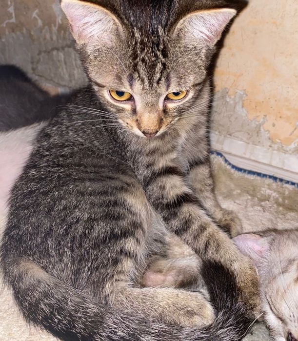 отдам котят малышей в добрые руки