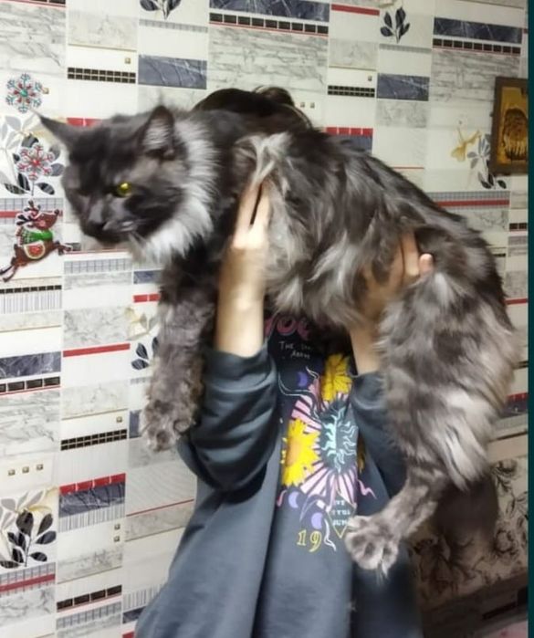 Митисы мейнкун и сфинкс котята