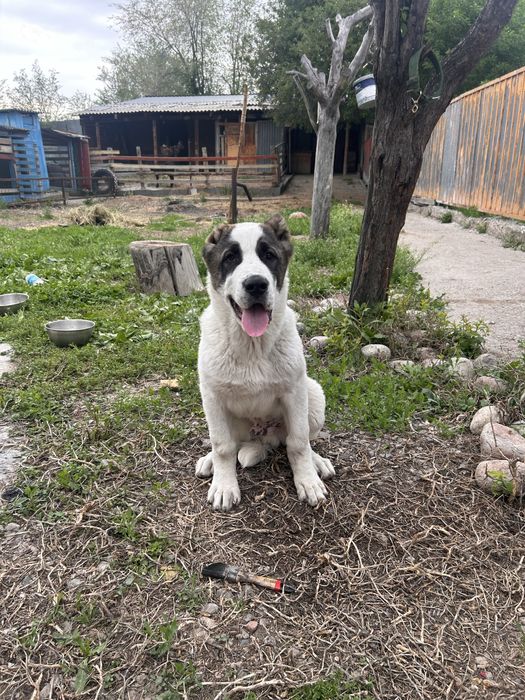 Щенок алабай самец