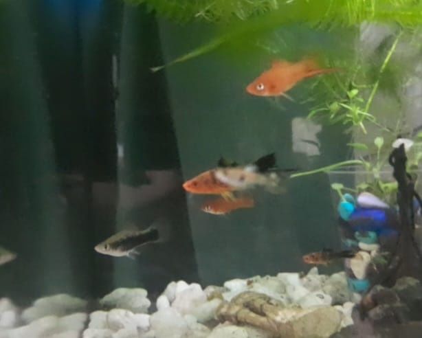 Аквариумные рыбки