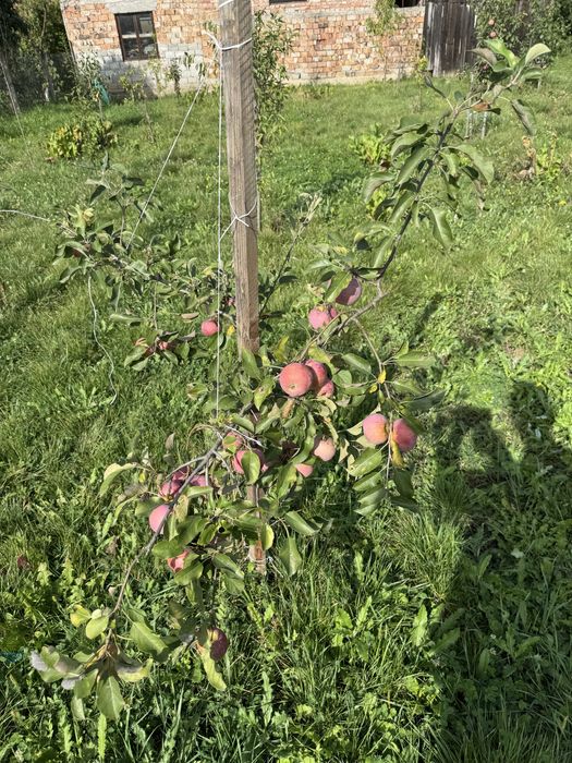 Casa de Vanzare  GORNESTI- Renovata 2025 semifinisata.