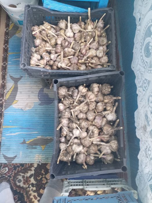 Продам зимний чеснок