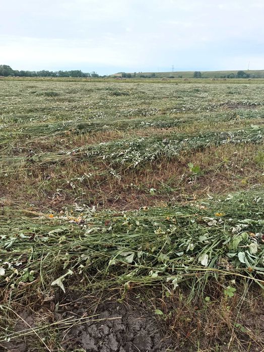 Продам сено  в рулонах