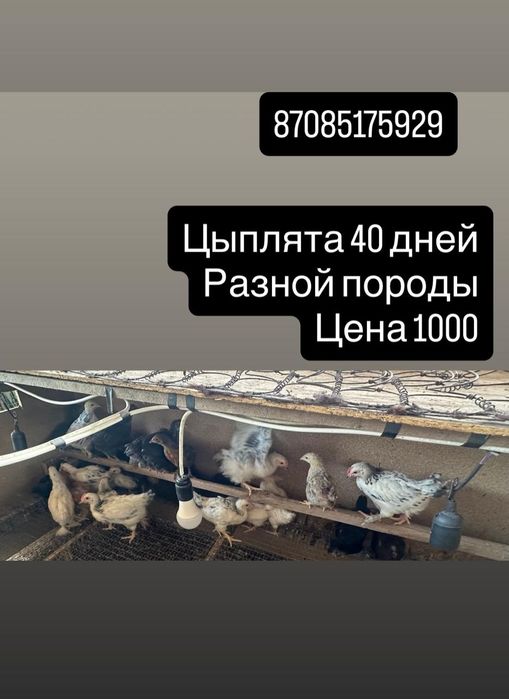 Цыплята разной породы