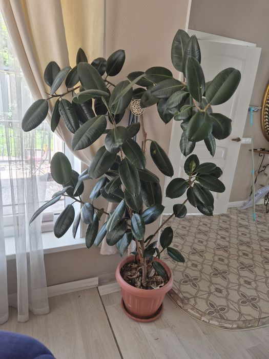 Фикус каучуковый