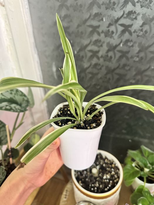 Хойя принцесса Аргентия