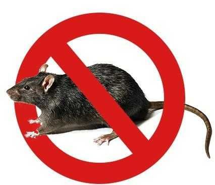 Дезинфекция | Дизенфекция | Дизенфекция клопов тараканов от блох змей