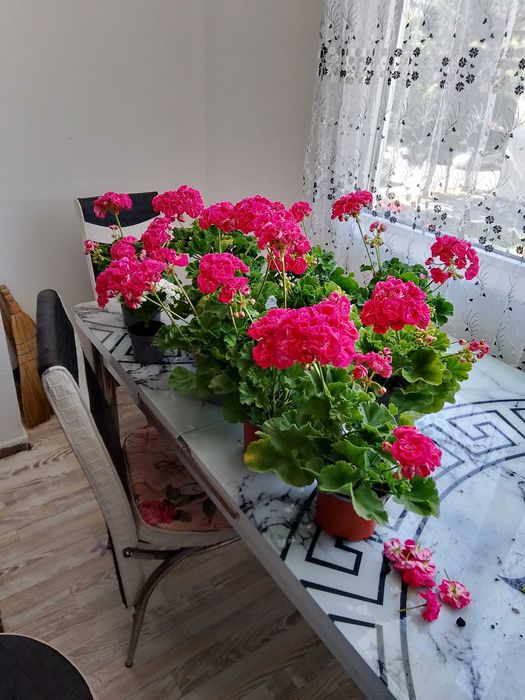 Продавам колекционерски мушкато расалинда